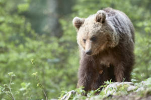 Ours brun<br>NIKON D4, 500 mm, 10000 ISO,  1/800 sec,  f : 5 